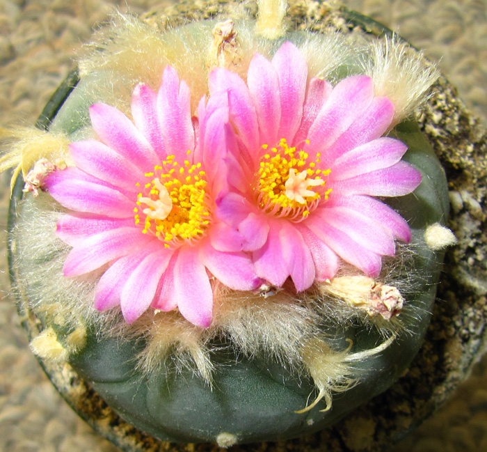 Lophophora Diffusa var. fricii El Amparo extreme